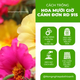 Hạt Giống Hoa Mười Giờ Cánh Đơn Nhiều Màu RADO 915 (Gói 0,03gram~150 Hạt) Rạng Đông, Dễ Chăm