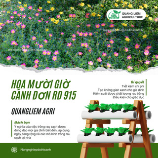 Hạt Giống Hoa Mười Giờ Cánh Đơn Nhiều Màu RADO 915 (Gói 0,03gram~150 Hạt) Rạng Đông, Dễ Chăm