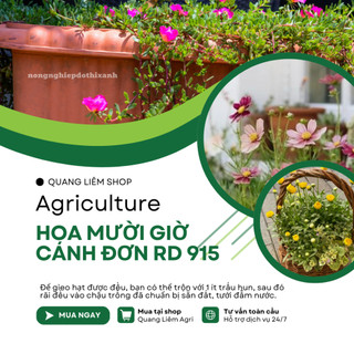 Hạt Giống Hoa Mười Giờ Cánh Đơn Nhiều Màu RADO 915 (Gói 0,03gram~150 Hạt) Rạng Đông, Dễ Chăm