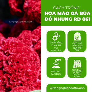 Hạt giống Hoa Mào Gà Búa Đỏ Nhung Rd 861 (0,1gram~500 hạt) nảy mầm tốt, thích hợp mùa tết