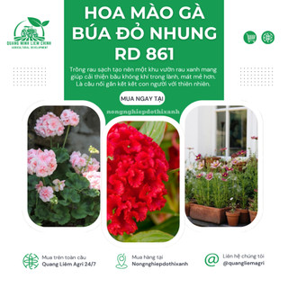 Hạt giống Hoa Mào Gà Búa Đỏ Nhung Rd 861 (0,1gram~500 hạt) nảy mầm tốt, thích hợp mùa tết