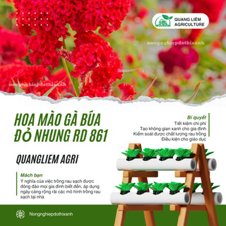 Hạt giống Hoa Mào Gà Búa Đỏ Nhung Rd 861 (0,1gram~500 hạt) nảy mầm tốt, thích hợp mùa tết