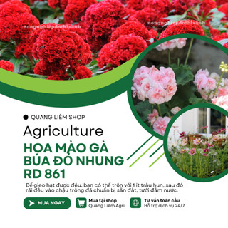 Hạt giống Hoa Mào Gà Búa Đỏ Nhung Rd 861 (0,1gram~500 hạt) nảy mầm tốt, thích hợp mùa tết