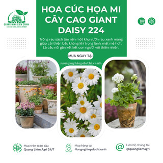 Hạt giống Hoa Cúc Họa Mi Cây Cao Giant Daisy 224 (0,03gram~500 hạt) nở lâu