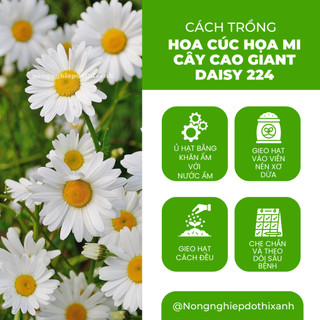 Hạt giống Hoa Cúc Họa Mi Cây Cao Giant Daisy 224 (0,03gram~500 hạt) nở lâu