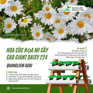 Hạt giống Hoa Cúc Họa Mi Cây Cao Giant Daisy 224 (0,03gram~500 hạt) nở lâu