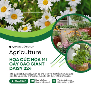 Hạt giống Hoa Cúc Họa Mi Cây Cao Giant Daisy 224 (0,03gram~500 hạt) nở lâu