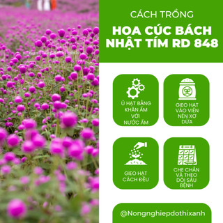 Hạt giống Hoa Cúc Bách Nhật Tím RD 848 (0,1gram~50 hạt) trồng quanh năm, hoa ra liên tục, nảy mầm