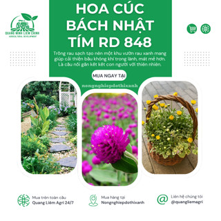 Hạt giống Hoa Cúc Bách Nhật Tím RD 848 (0,1gram~50 hạt) trồng quanh năm, hoa ra liên tục, nảy mầm