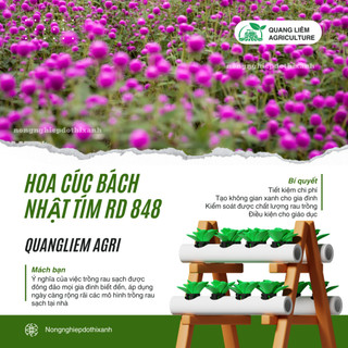 Hạt giống Hoa Cúc Bách Nhật Tím RD 848 (0,1gram~50 hạt) trồng quanh năm, hoa ra liên tục, nảy mầm