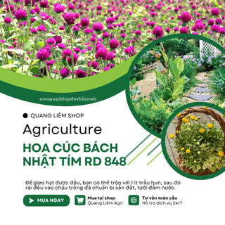Hạt giống Hoa Cúc Bách Nhật Tím RD 848 (0,1gram~50 hạt) trồng quanh năm, hoa ra liên tục, nảy mầm