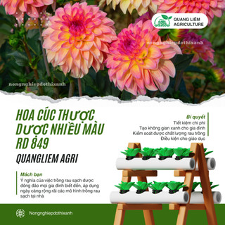 Hạt giống Hoa Cúc Thược Dược Nhiều Màu RD 849 (0,1gram~25 hạt) cao 40cm, nhiều màu, trồng quanh năm