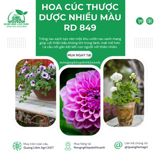 Hạt giống Hoa Cúc Thược Dược Nhiều Màu RD 849 (0,1gram~25 hạt) cao 40cm, nhiều màu, trồng quanh năm