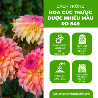Hạt giống Hoa Cúc Thược Dược Nhiều Màu RD 849 (0,1gram~25 hạt) cao 40cm, nhiều màu, trồng quanh năm
