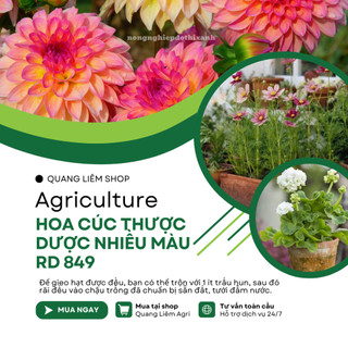 Hạt giống Hoa Cúc Thược Dược Nhiều Màu RD 849 (0,1gram~25 hạt) cao 40cm, nhiều màu, trồng quanh năm