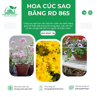 Hạt giống Hoa Cúc Sao Băng RD 865 (0,03gram~150 hạt) trồng chậu, hoa nở đều, liên tục, màu vàng