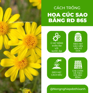 Hạt giống Hoa Cúc Sao Băng RD 865 (0,03gram~150 hạt) trồng chậu, hoa nở đều, liên tục, màu vàng