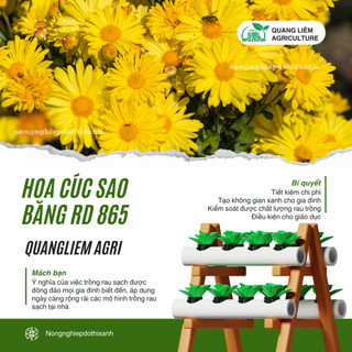 Hạt giống Hoa Cúc Sao Băng RD 865 (0,03gram~150 hạt) trồng chậu, hoa nở đều, liên tục, màu vàng