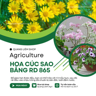 Hạt giống Hoa Cúc Sao Băng RD 865 (0,03gram~150 hạt) trồng chậu, hoa nở đều, liên tục, màu vàng
