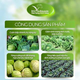 (MUA 5 TẶNG 1) Phân bón lá BIO SIÊU CUỘN BẮP 500ML Bio Việt Nam giúp bắp cải cuộn nhanh, to, nặng ký