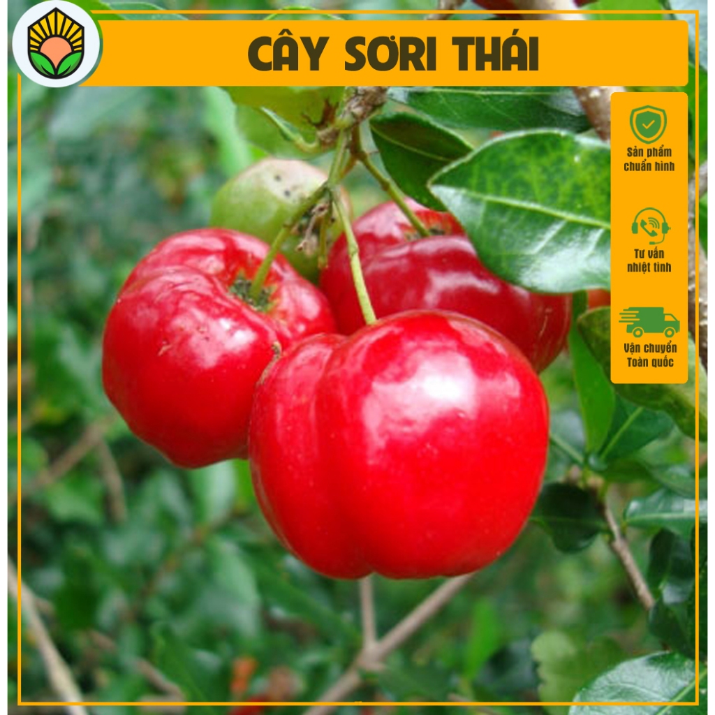 Chậu cây Sơ ri Thái - Kích thước giao động 60-70 cm - Cây mau ra quả ...