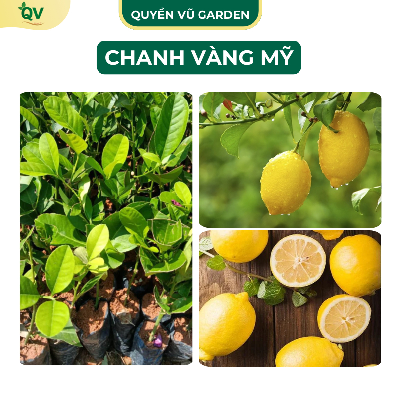 (C132) Cây Giống Chanh Vàng Mỹ Cây làm cảnh Quả Siêu To Mọng Nước Thơm ...