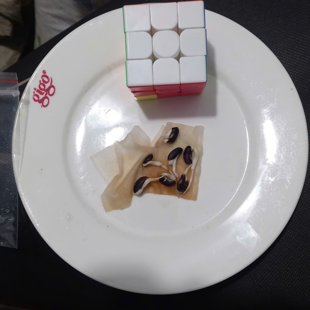 Hạt giống, cây mầm giống  Đậu Đũa Ngọt Lùn (10g) trồng quanh năm, nảy mầm tốt, sinh trưởng khỏe - Hạt giống CANH NÔNG