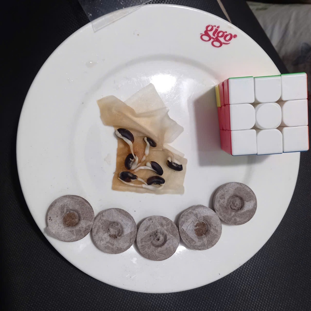 Hạt giống, cây mầm giống  Đậu Đũa Ngọt Lùn (10g) trồng quanh năm, nảy mầm tốt, sinh trưởng khỏe - Hạt giống CANH NÔNG