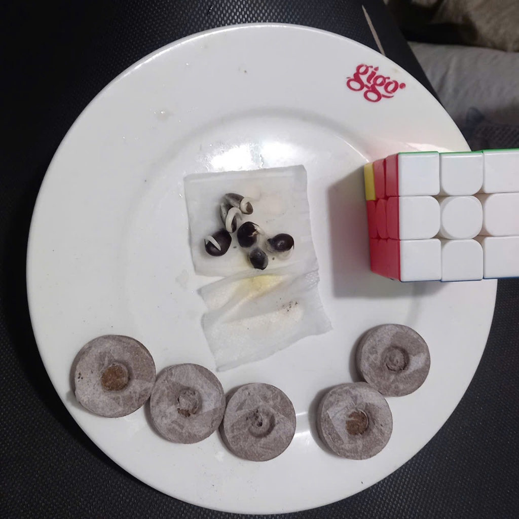 5 Cây Mầm Giống Đậu Ván Xanh và Tím - Dinh Dưỡng, Năng Suất Cao -  TẶNG 5 viên bầu xơ dừa - CANH NÔNG - KVT
