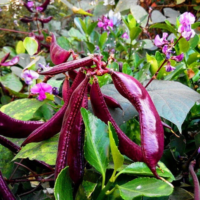 5 Cây Mầm Giống Đậu Ván Xanh và Tím - Dinh Dưỡng, Năng Suất Cao -  TẶNG 5 viên bầu xơ dừa - CANH NÔNG - KVT