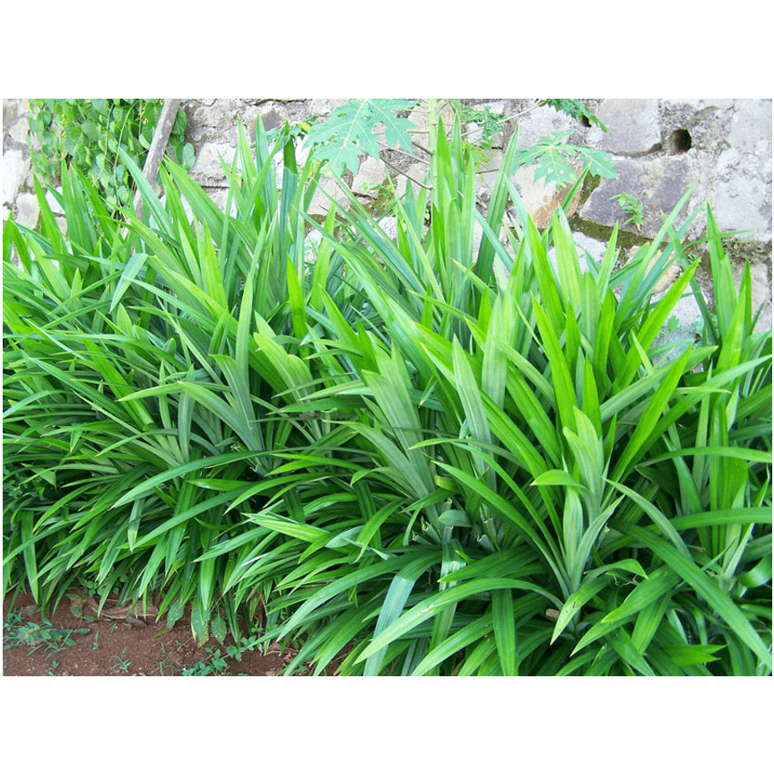 Cây lá nếp chuẩn thơm ngọt dịu dàng - CANH NÔNG - KVT