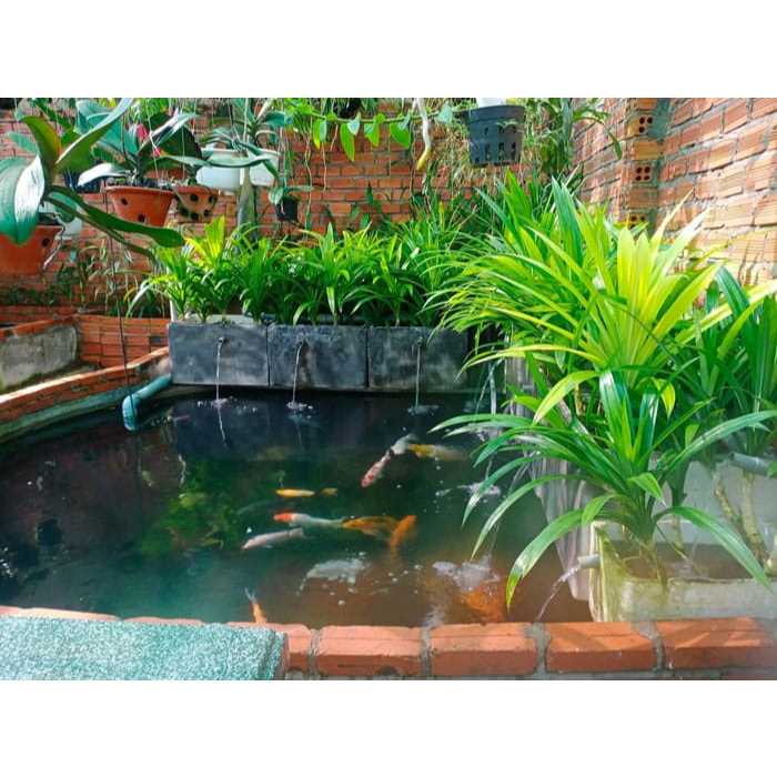 Cây lá nếp chuẩn thơm ngọt dịu dàng - CANH NÔNG - KVT