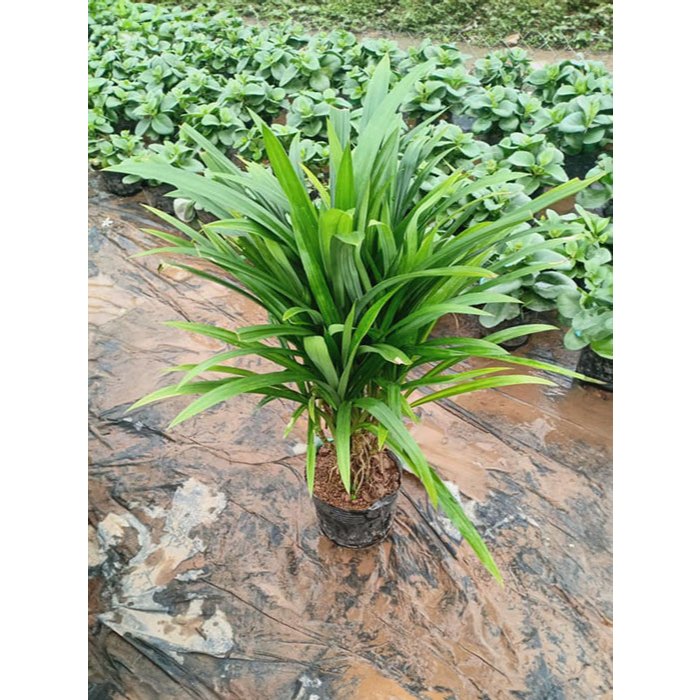 Cây lá nếp chuẩn thơm ngọt dịu dàng - CANH NÔNG - KVT