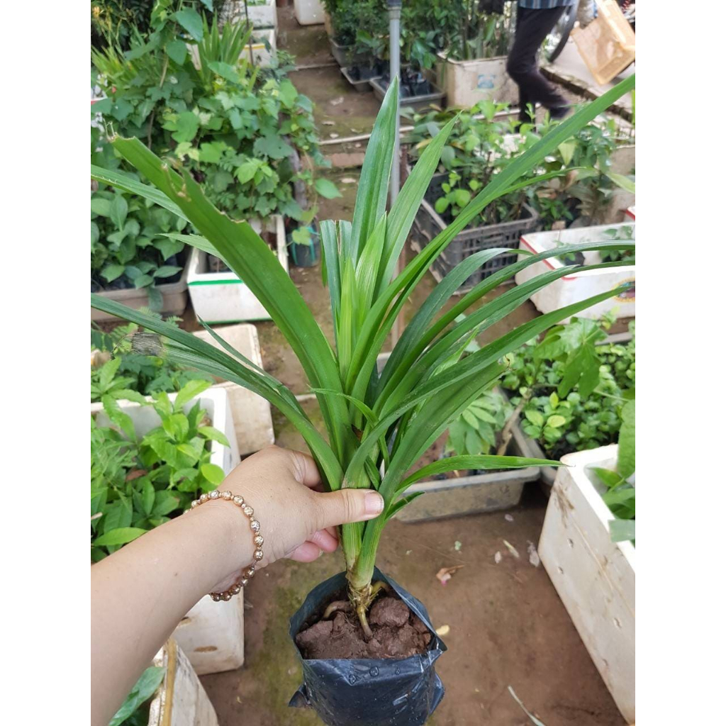 Cây lá nếp chuẩn thơm ngọt dịu dàng - CANH NÔNG - KVT