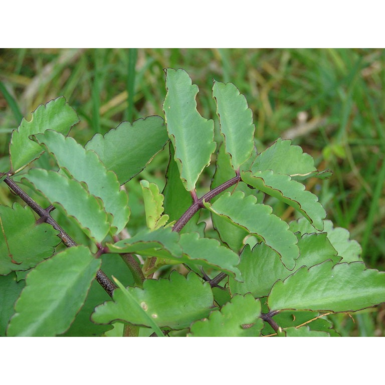 1 cây lá bỏng giống cổ hoa đẹp - CANH NÔNG - KVT