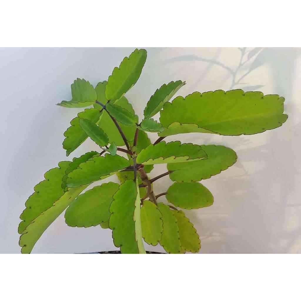 1 cây lá bỏng giống cổ hoa đẹp - CANH NÔNG - KVT