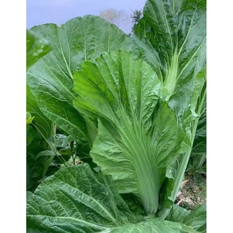 Hạt Giống Cải Thái Khổng Lồ💯 Ăn Ngọt, Cực Kỳ Năng Suất