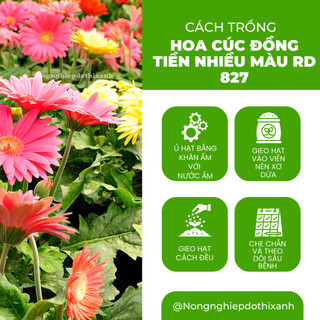 Hạt Giống Hoa Cúc Đồng Tiền Nhiều Màu RADO 827 (Gói 10 Hạt) Rạng Đông, Hoa Nở Rực Rỡ