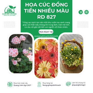 Hạt Giống Hoa Cúc Đồng Tiền Nhiều Màu RADO 827 (Gói 10 Hạt) Rạng Đông, Hoa Nở Rực Rỡ