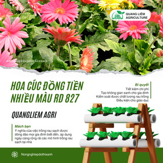 Hạt Giống Hoa Cúc Đồng Tiền Nhiều Màu RADO 827 (Gói 10 Hạt) Rạng Đông, Hoa Nở Rực Rỡ