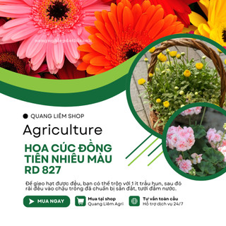 Hạt Giống Hoa Cúc Đồng Tiền Nhiều Màu RADO 827 (Gói 10 Hạt) Rạng Đông, Hoa Nở Rực Rỡ