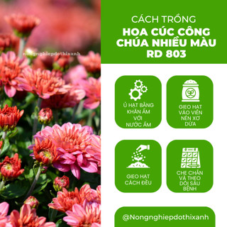 Hạt Giống Hoa Cúc Công Chúa Nhiều Màu RADO 803 (Gói 0,1g~70 Hạt) Rạng Đông Nhiều Màu Hoa Trồng Chậu