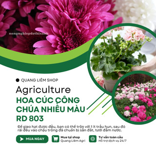 Hạt Giống Hoa Cúc Công Chúa Nhiều Màu RADO 803 (Gói 0,1g~70 Hạt) Rạng Đông Nhiều Màu Hoa Trồng Chậu