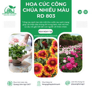 Hạt Giống Hoa Cúc Công Chúa Nhiều Màu RADO 803 (Gói 0,1g~70 Hạt) Rạng Đông Nhiều Màu Hoa Trồng Chậu