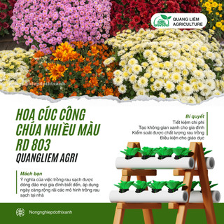 Hạt Giống Hoa Cúc Công Chúa Nhiều Màu RADO 803 (Gói 0,1g~70 Hạt) Rạng Đông Nhiều Màu Hoa Trồng Chậu
