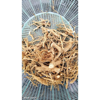 Rễ cây cà gai leo khô sạch (tự nhiên) tốt nhất cho gan