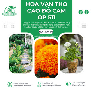 Hạt giống Hoa Vạn Thọ Cao Đỏ Cam OP 511 (0,1gram~80 hạt) thân CAO 65-75cm, bông to sinh trưởng khỏe