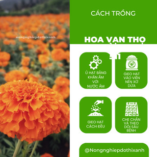 Hạt giống Hoa Vạn Thọ Cao Đỏ Cam OP 511 (0,1gram~80 hạt) thân CAO 65-75cm, bông to sinh trưởng khỏe