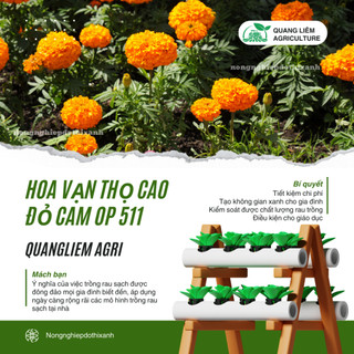 Hạt giống Hoa Vạn Thọ Cao Đỏ Cam OP 511 (0,1gram~80 hạt) thân CAO 65-75cm, bông to sinh trưởng khỏe