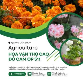 Hạt giống Hoa Vạn Thọ Cao Đỏ Cam OP 511 (0,1gram~80 hạt) thân CAO 65-75cm, bông to sinh trưởng khỏe